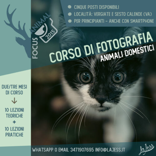 Corso di fotografia – Animali domestici