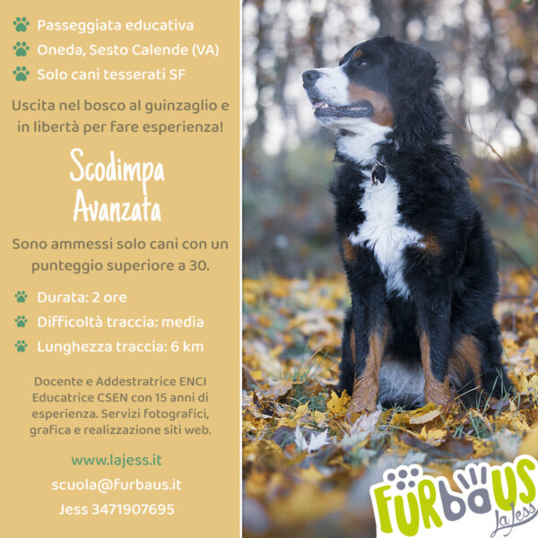 Scodimpa Avanzata