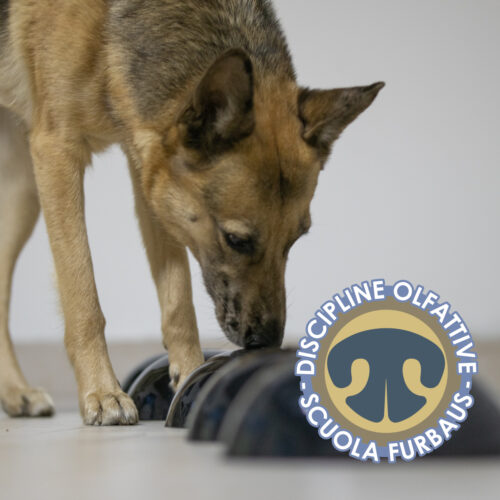 discipline olfattive copertina
